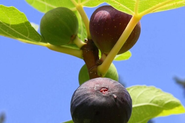 Des figues pour augmenter la puissance
