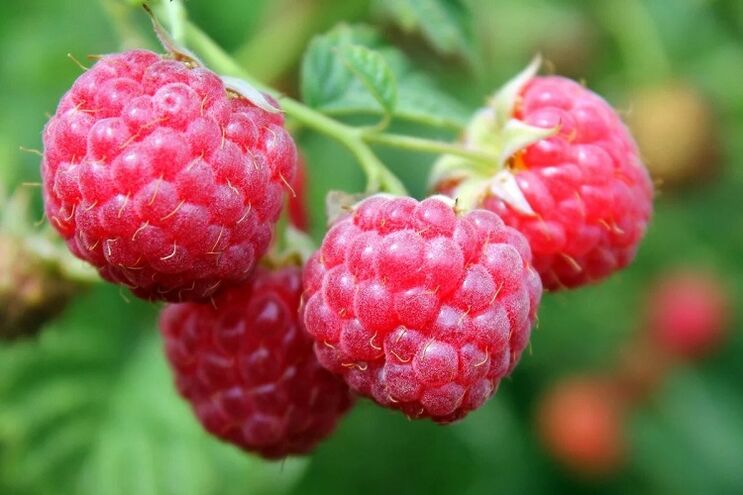 Framboises pour augmenter la puissance