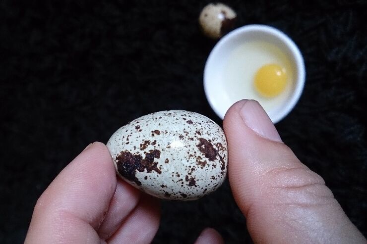 Oeufs de caille pour augmenter la puissance
